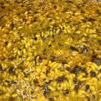 Pasta Saffron and Mushrooms Risotto Tray