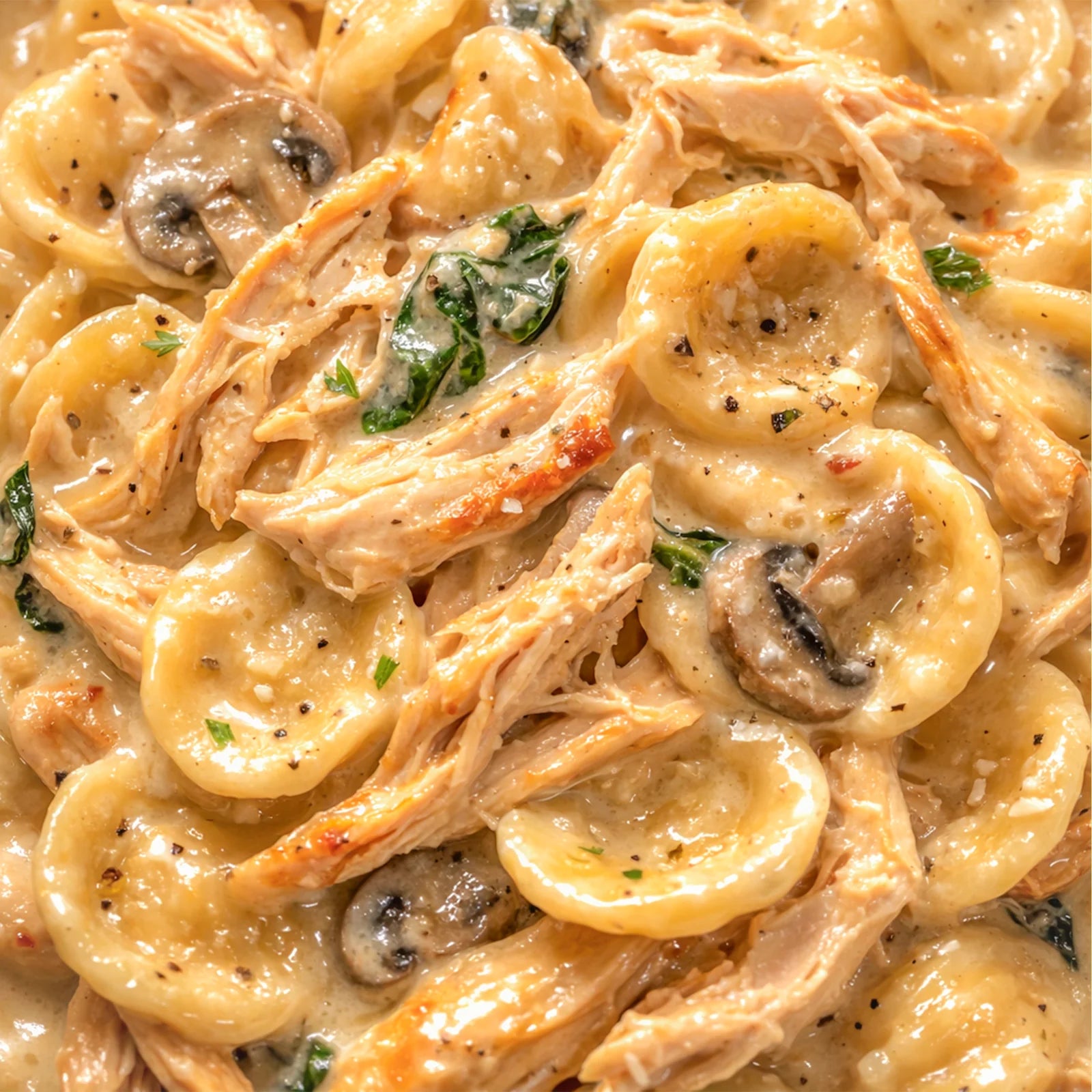 Close-up of creamy Italian orecchiette pasta with chicken, mushrooms, and spinach and parmesan